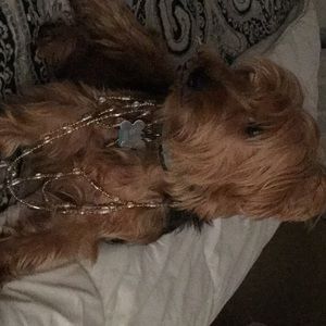 Meet your Posher, Lan